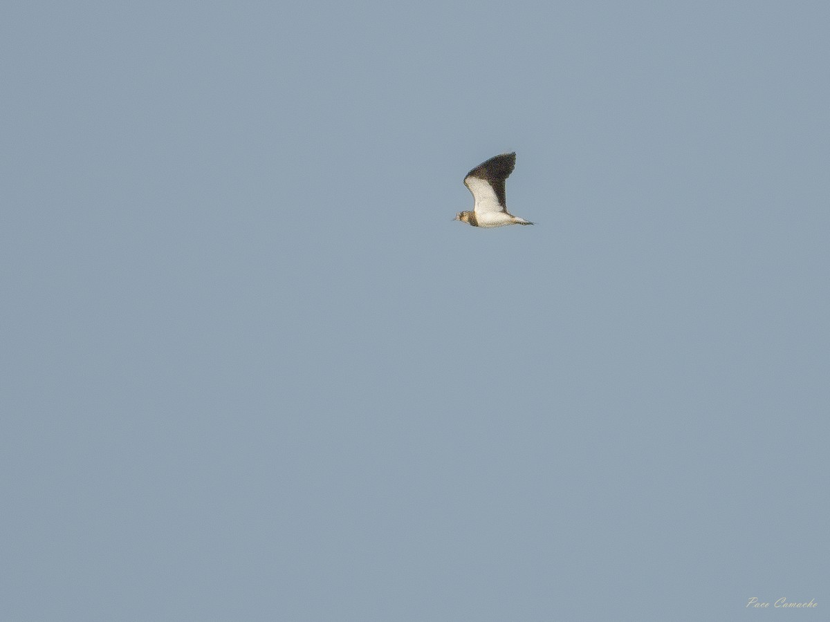 Northern Lapwing - ML642715422