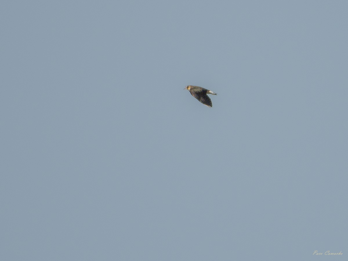 Northern Lapwing - ML642715423