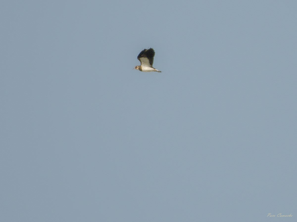 Northern Lapwing - ML642715424