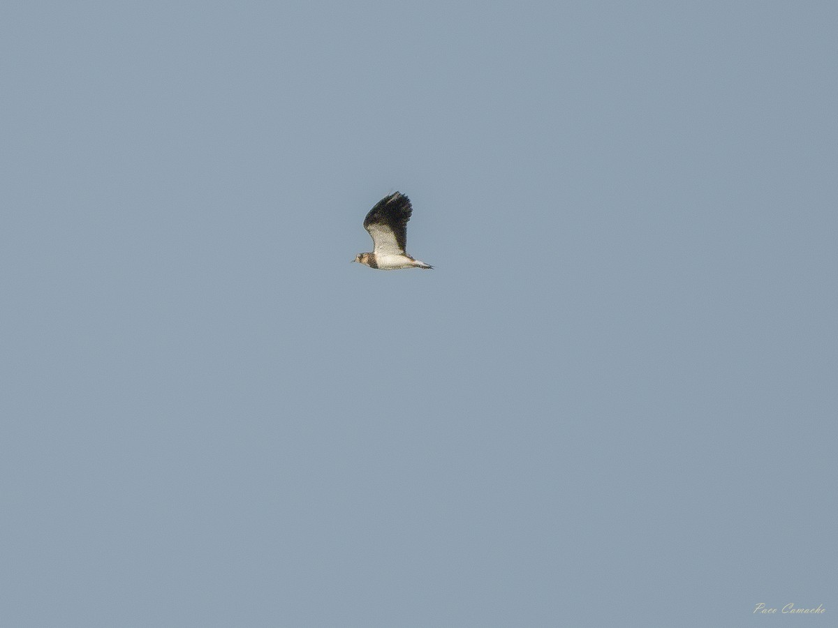 Northern Lapwing - ML642715425