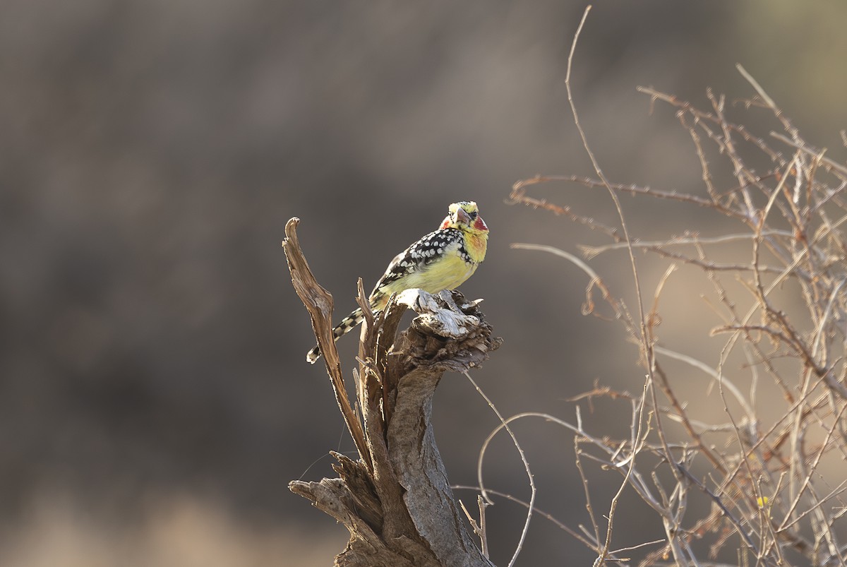 Red-and-yellow Barbet - ML642715426