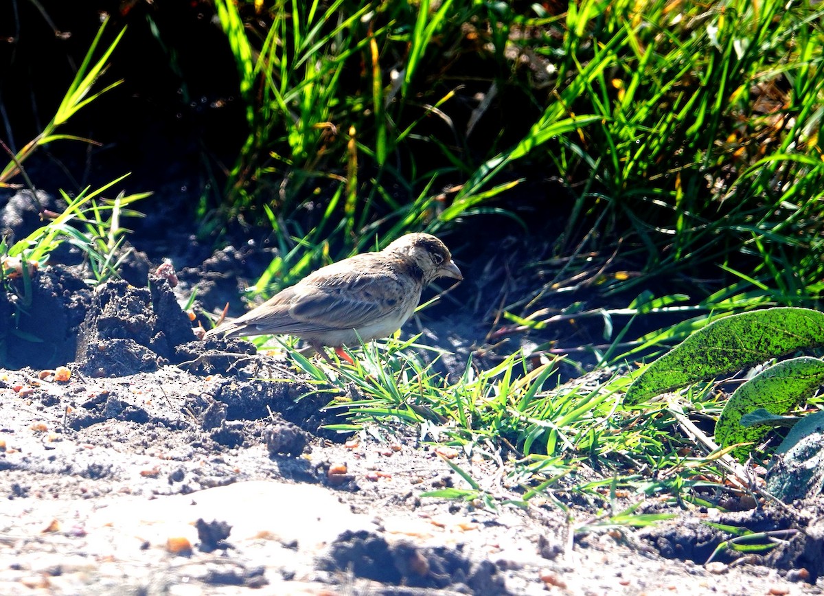 Fischer's Sparrow-Lark - ML642715472