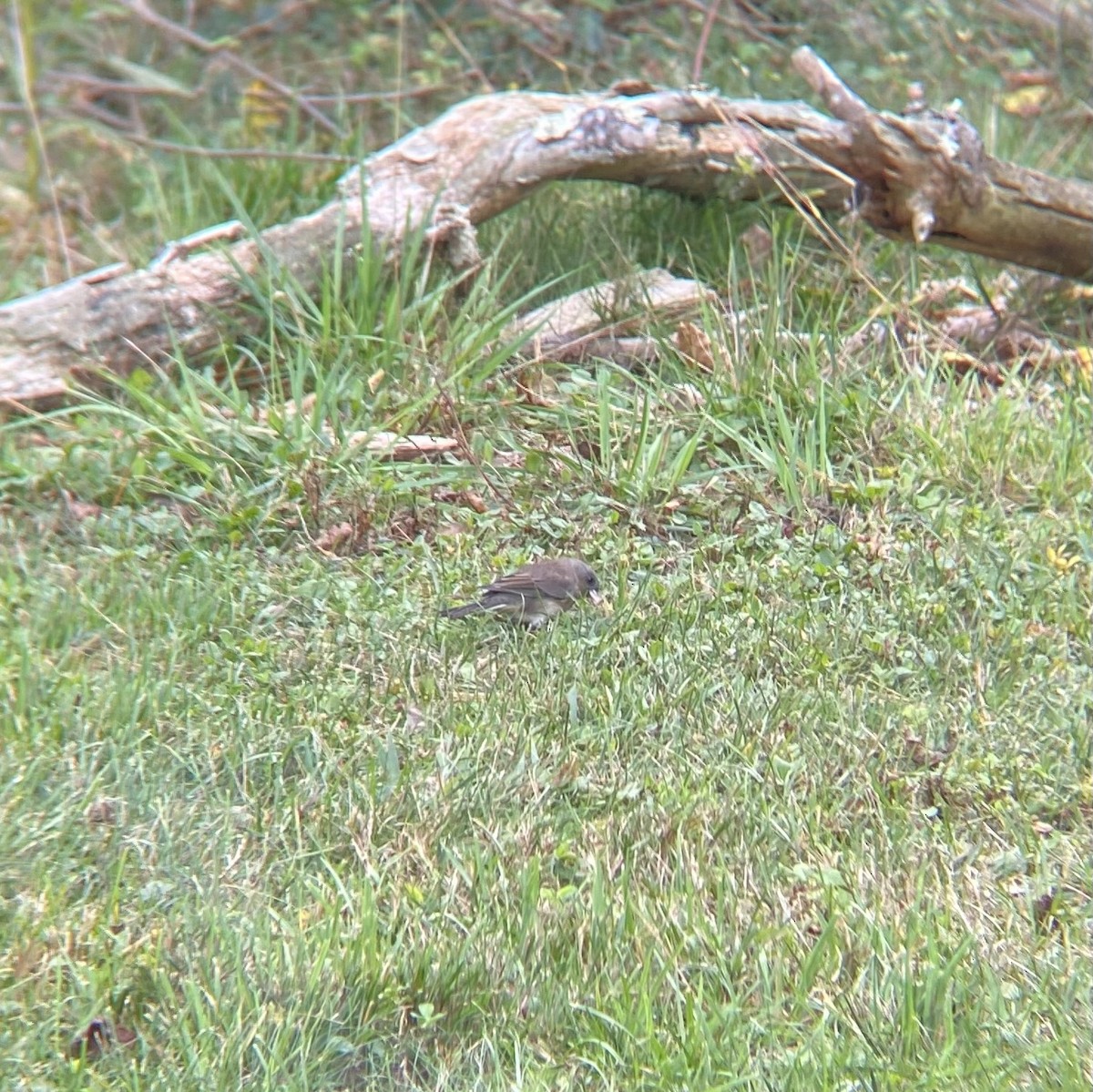 Dark-eyed Junco - ML642715496