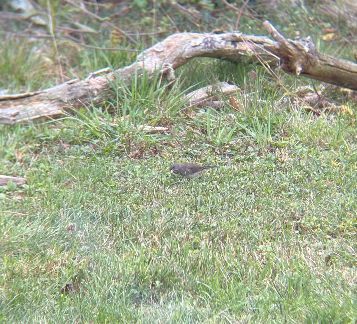 Dark-eyed Junco - ML642715497