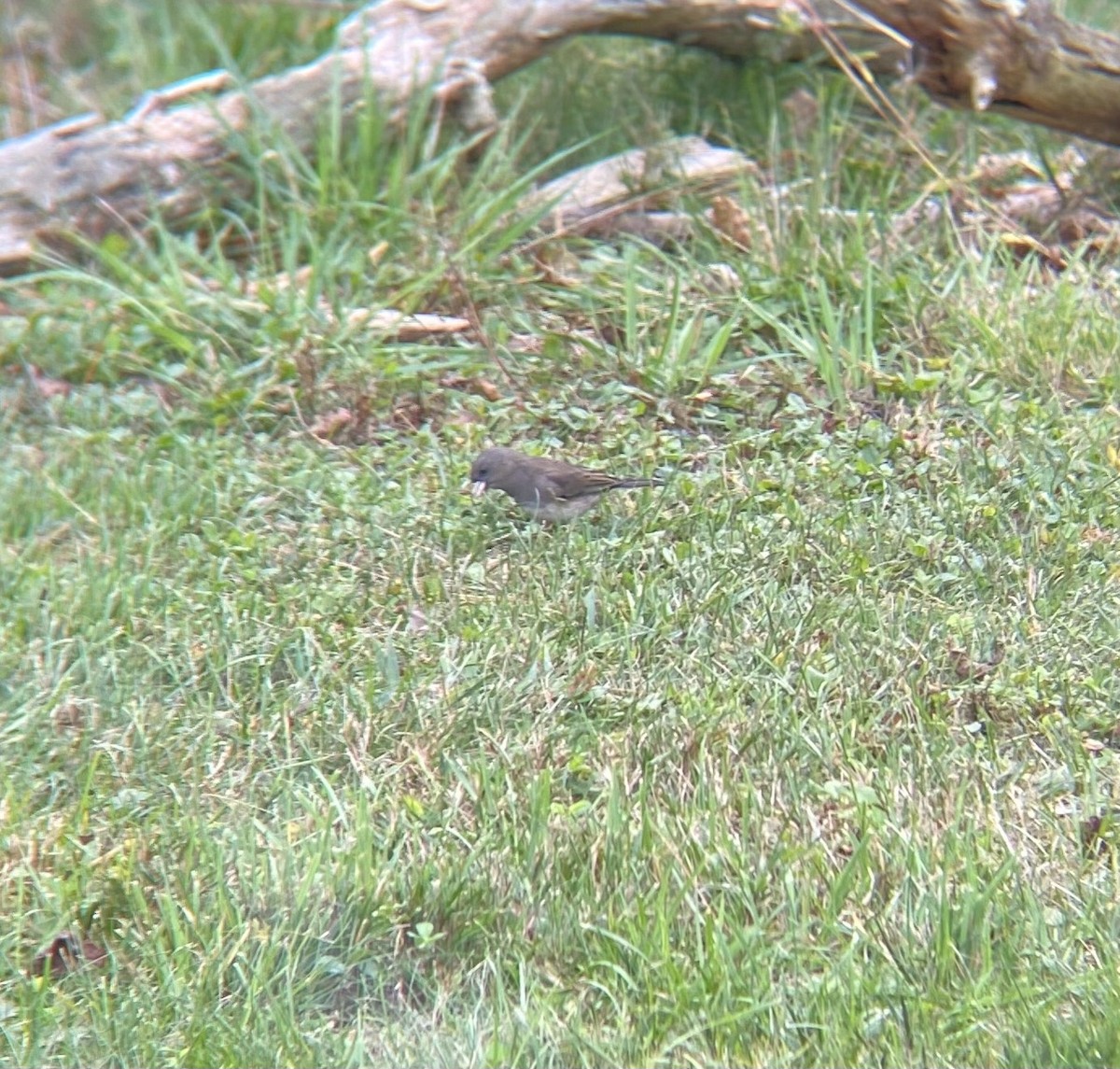 Dark-eyed Junco - ML642715498