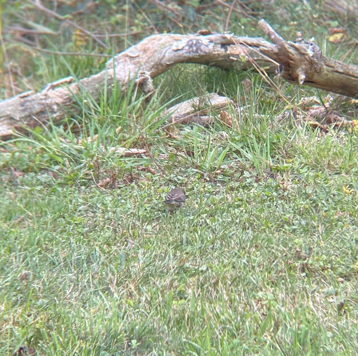 Dark-eyed Junco - ML642715499