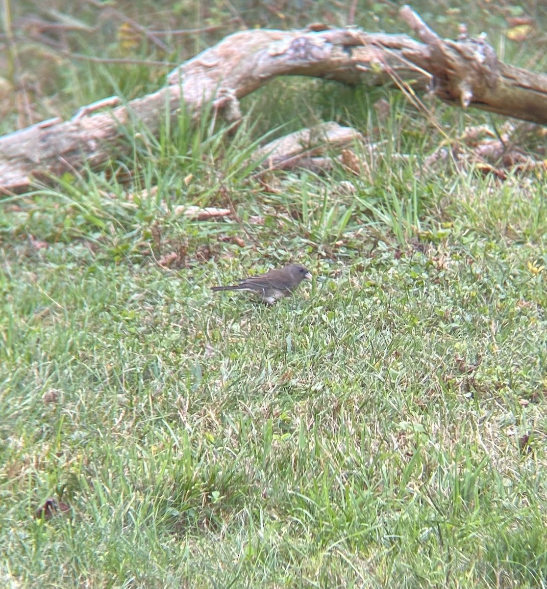 Dark-eyed Junco - ML642715500