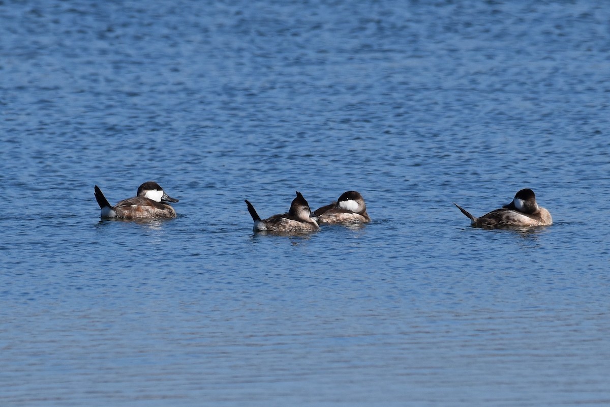 Ruddy Duck - ML642715504