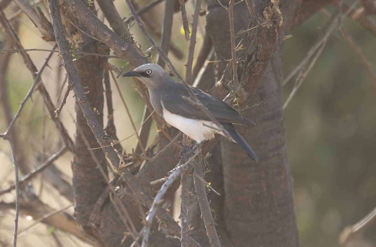 Fischer's Starling - ML642715508
