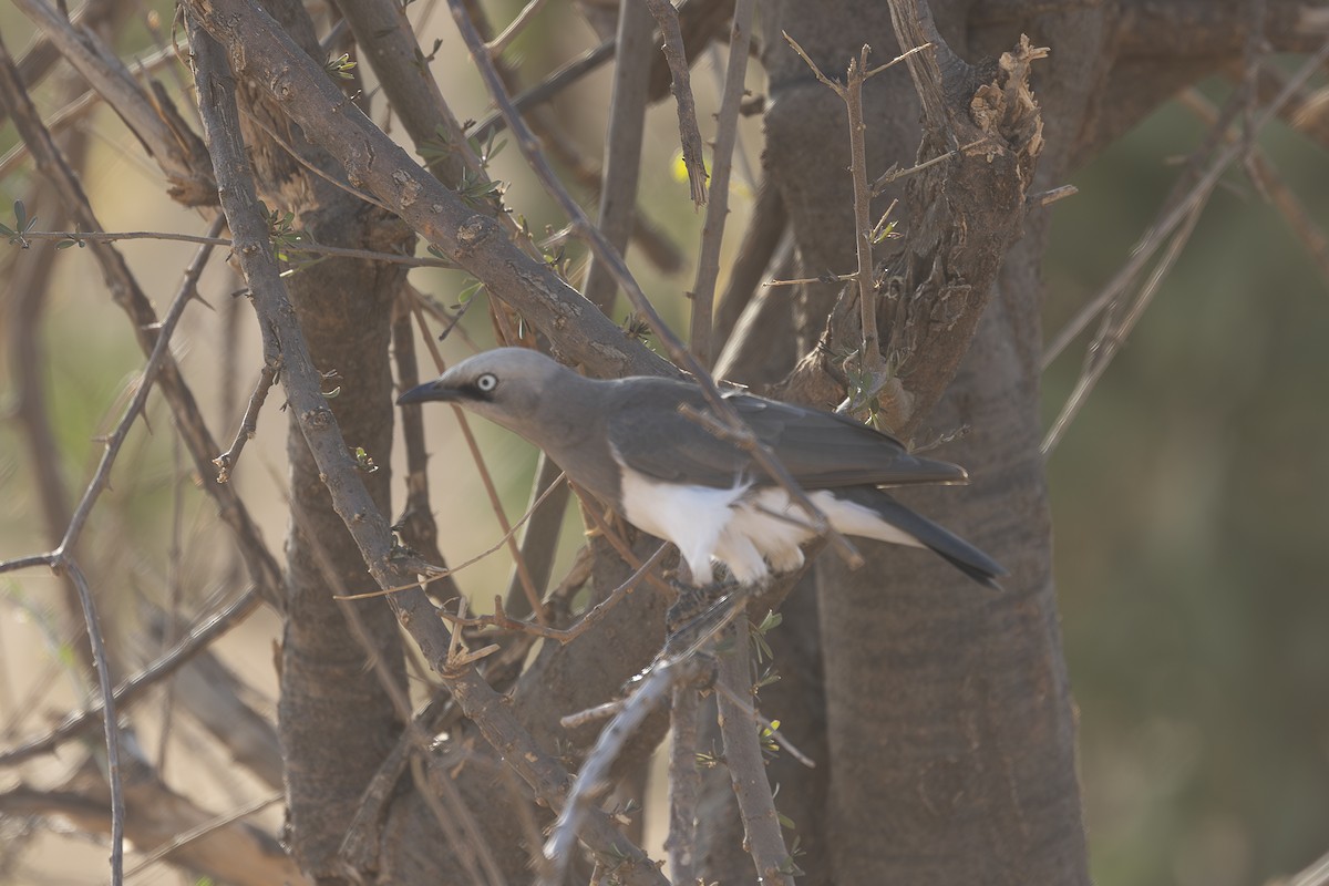 Fischer's Starling - ML642715509