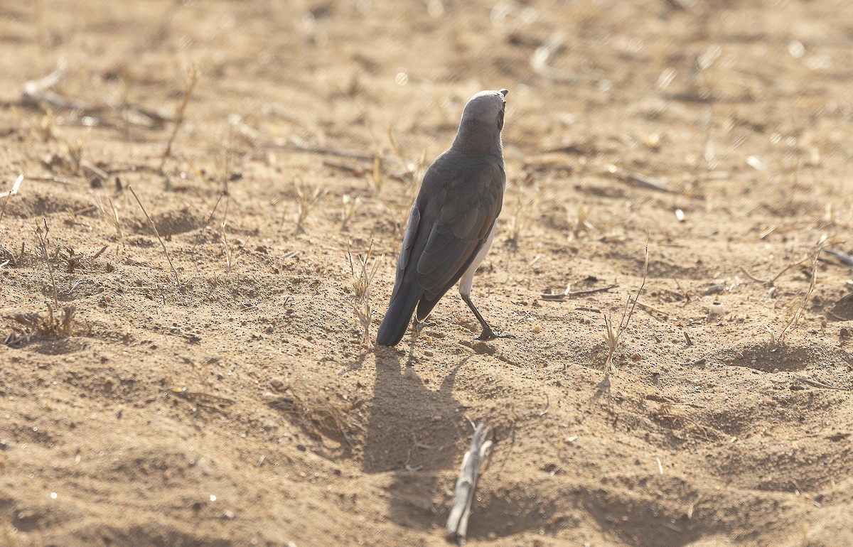 Fischer's Starling - ML642715511
