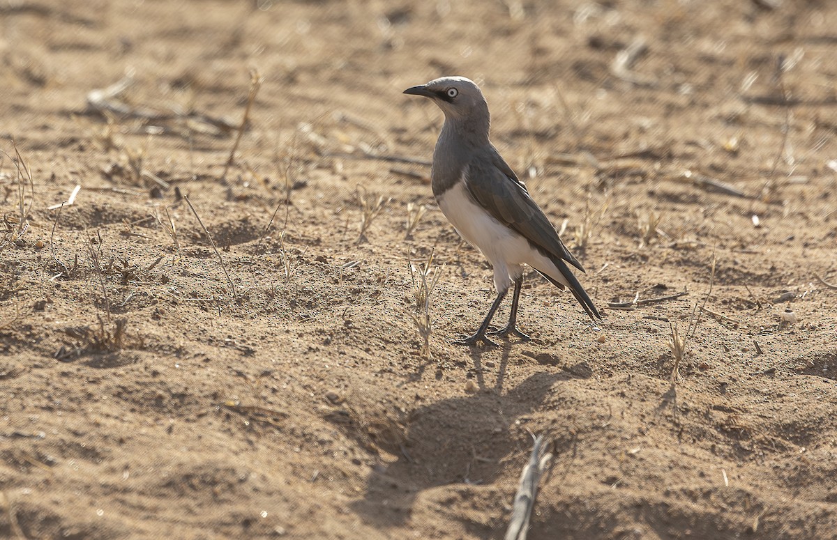 Fischer's Starling - ML642715512