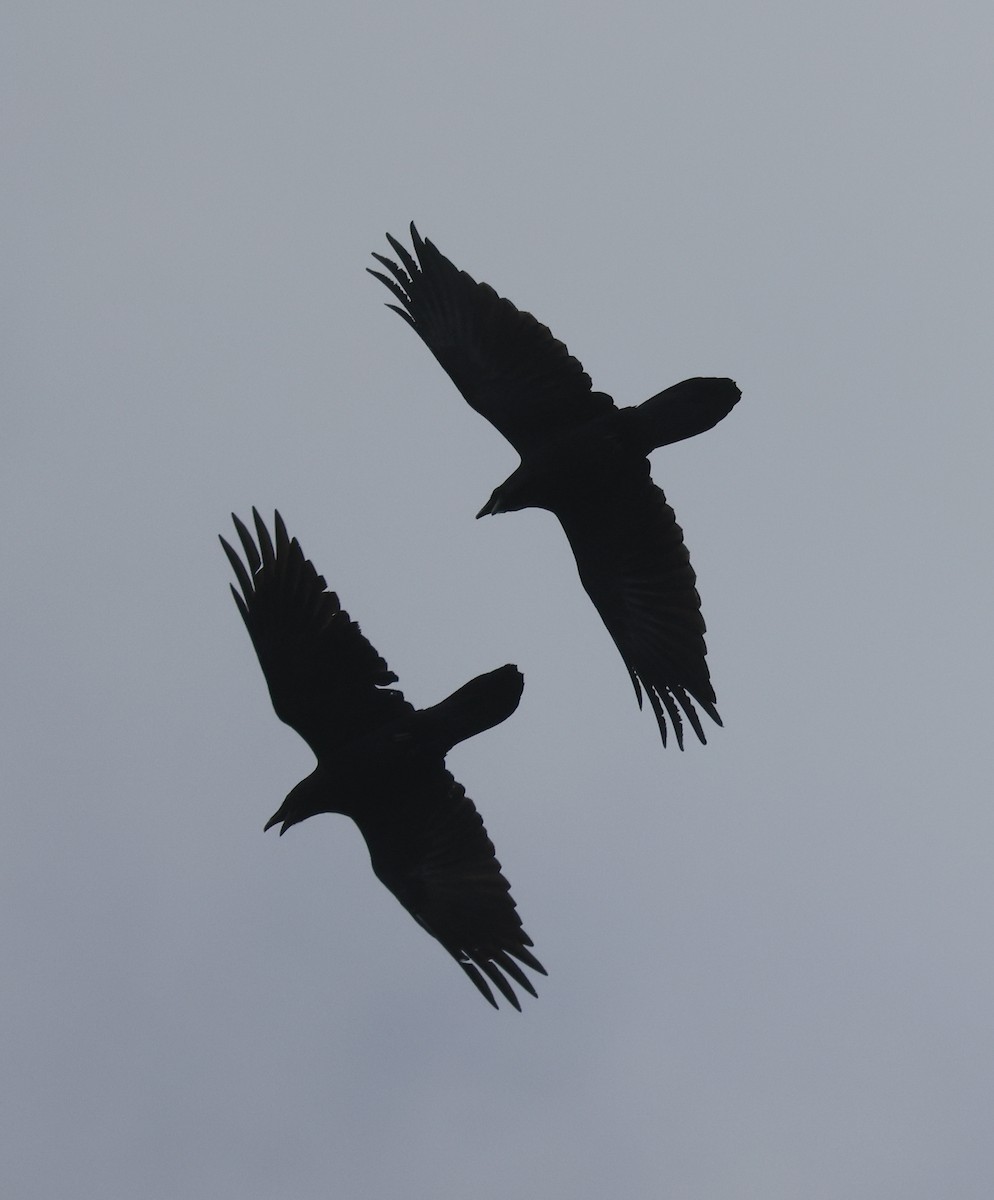 Common Raven - ML642715514