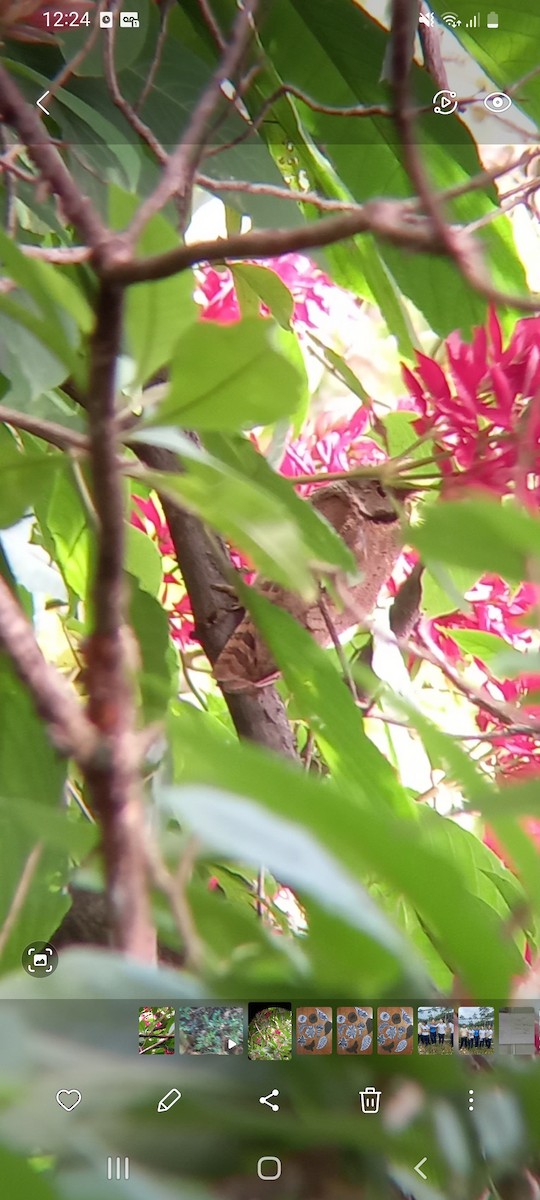 Tropical Screech-Owl - ML642715529