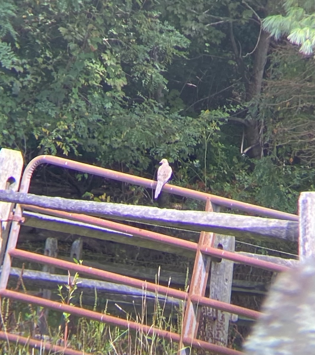 Mourning Dove - ML642715533