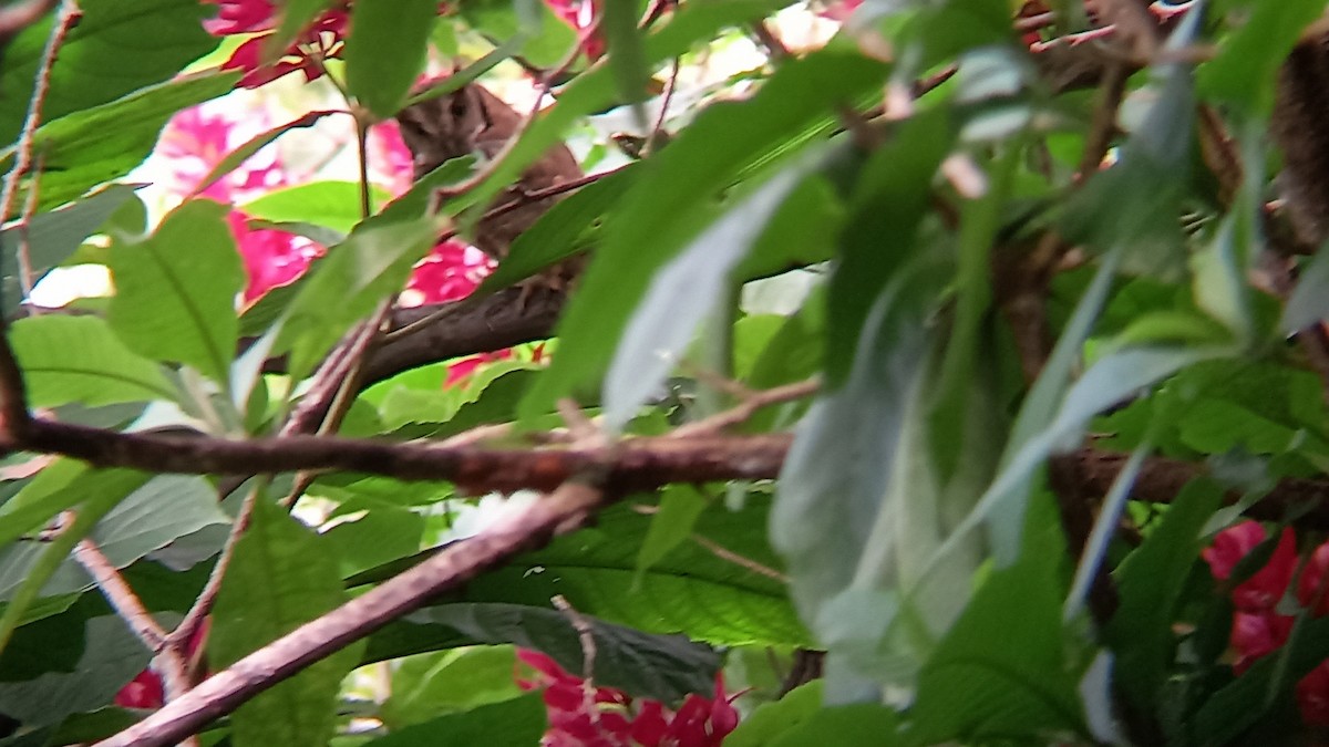 Tropical Screech-Owl - ML642715535
