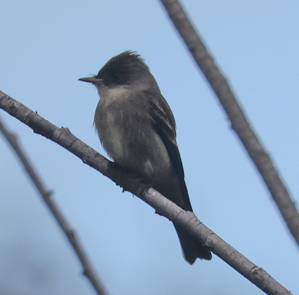 Western Wood-Pewee - ML642715537