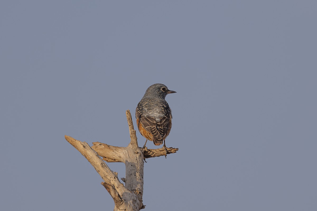 Rufous-tailed Rock-Thrush - ML642715539