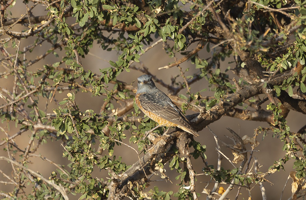 Rufous-tailed Rock-Thrush - ML642715540