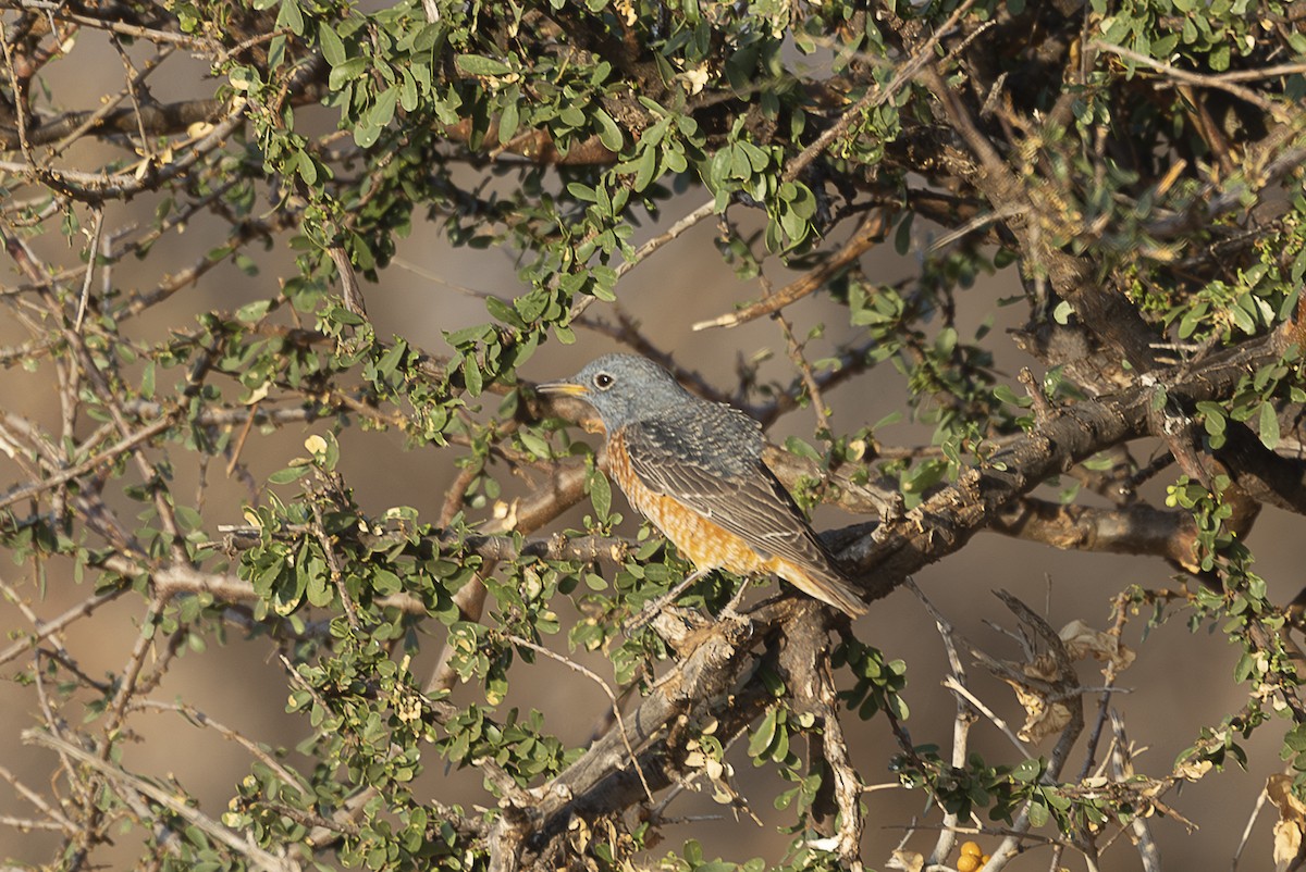 Rufous-tailed Rock-Thrush - ML642715541