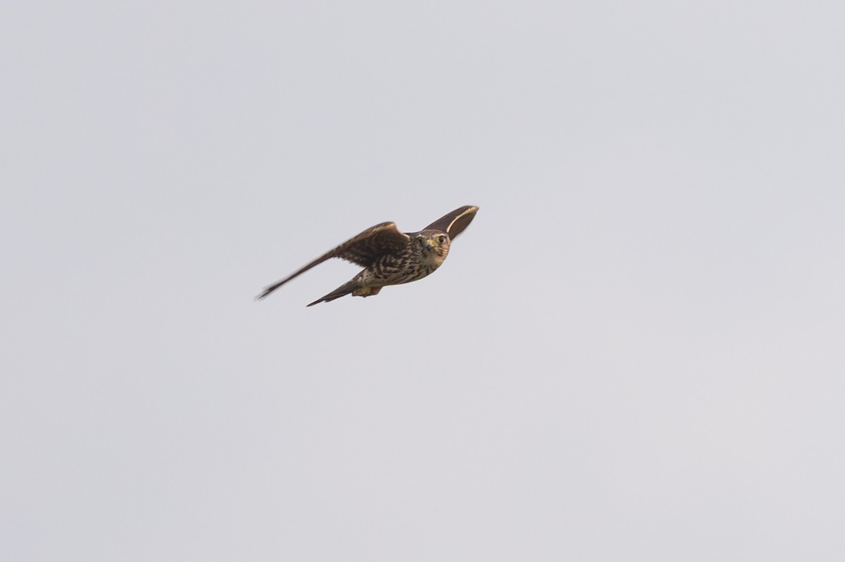 Merlin - ML642715543