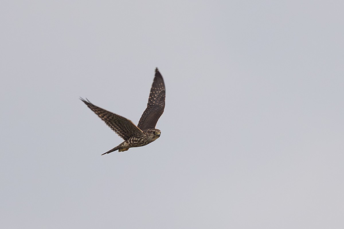 Merlin - ML642715544