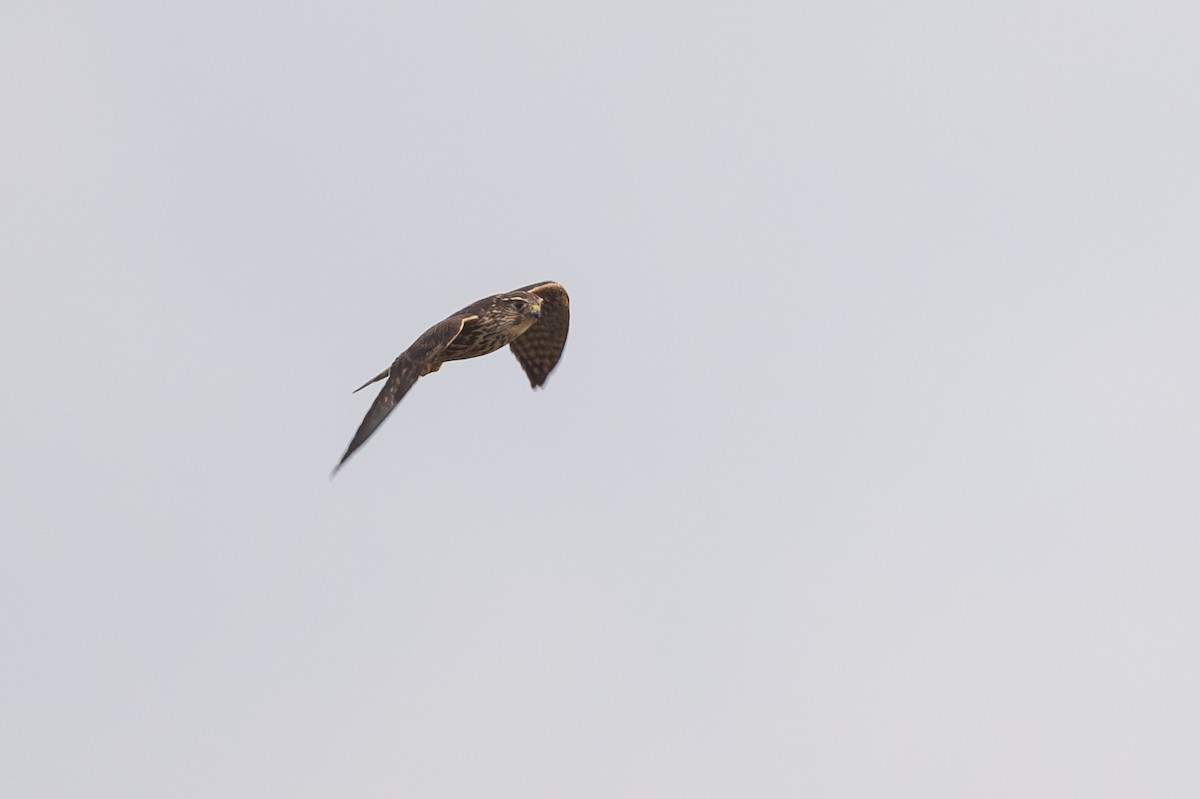 Merlin - ML642715545