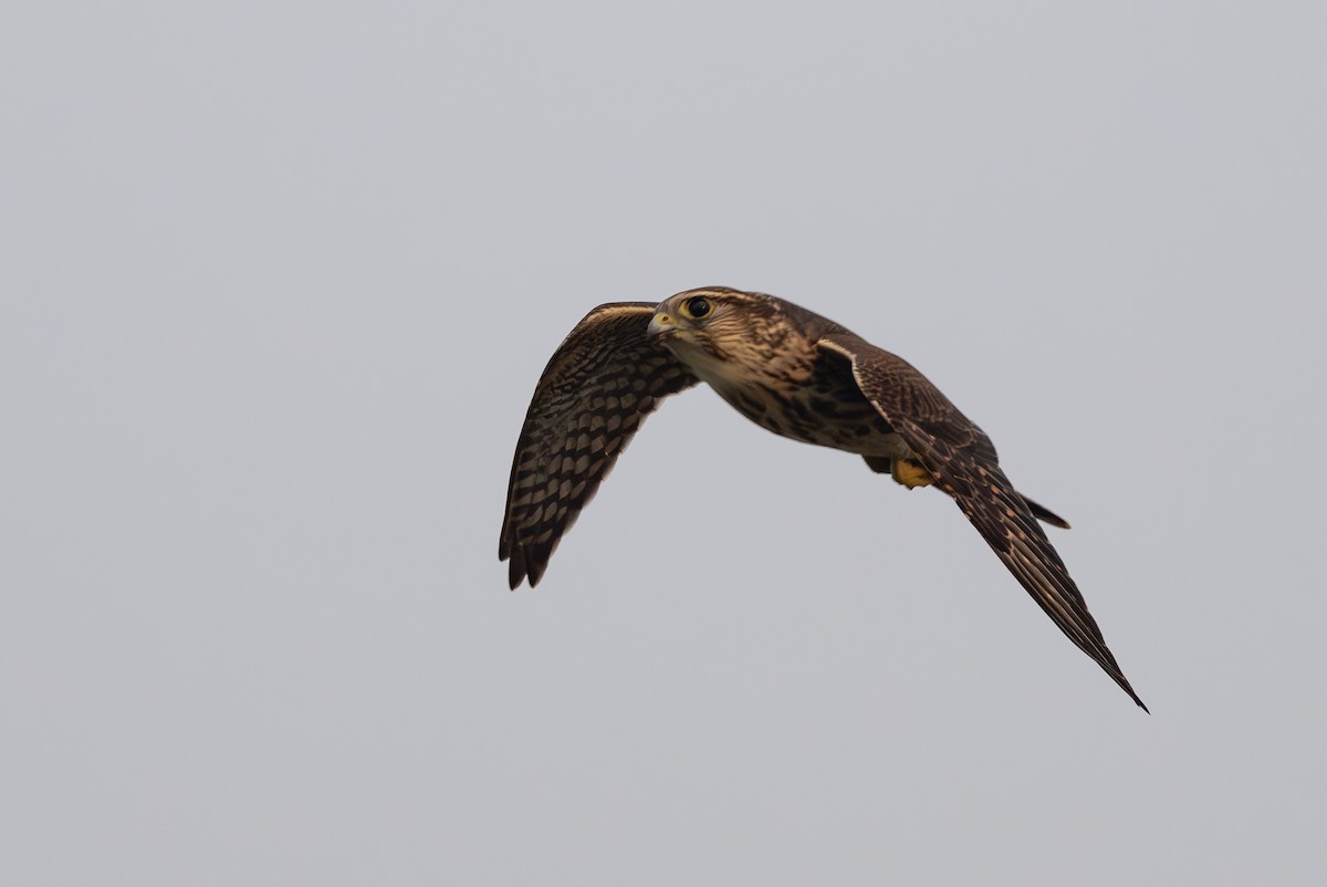 Merlin - ML642715546