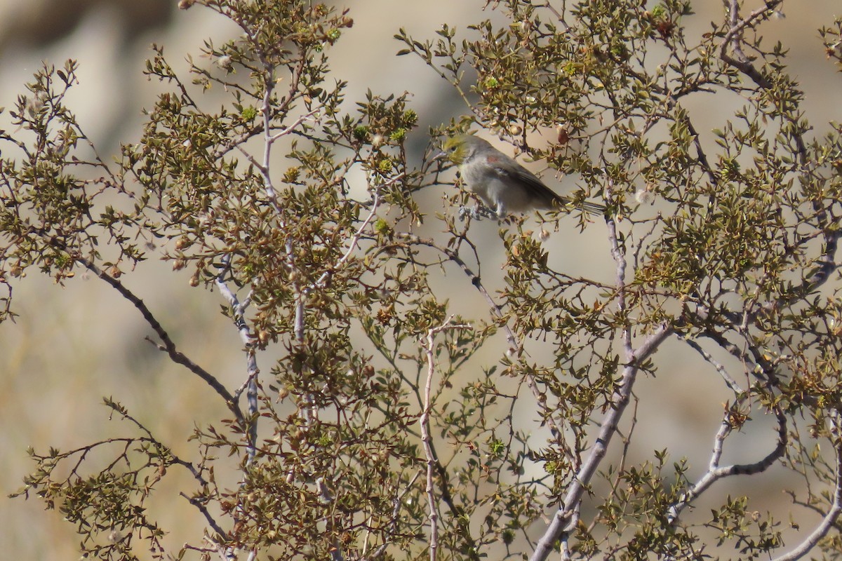Verdin - ML642715560