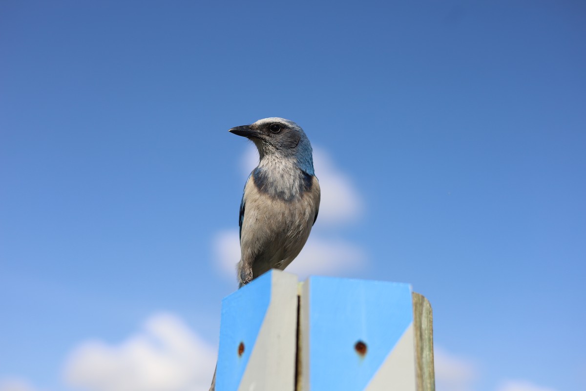Florida Scrub-Jay - ML642715563