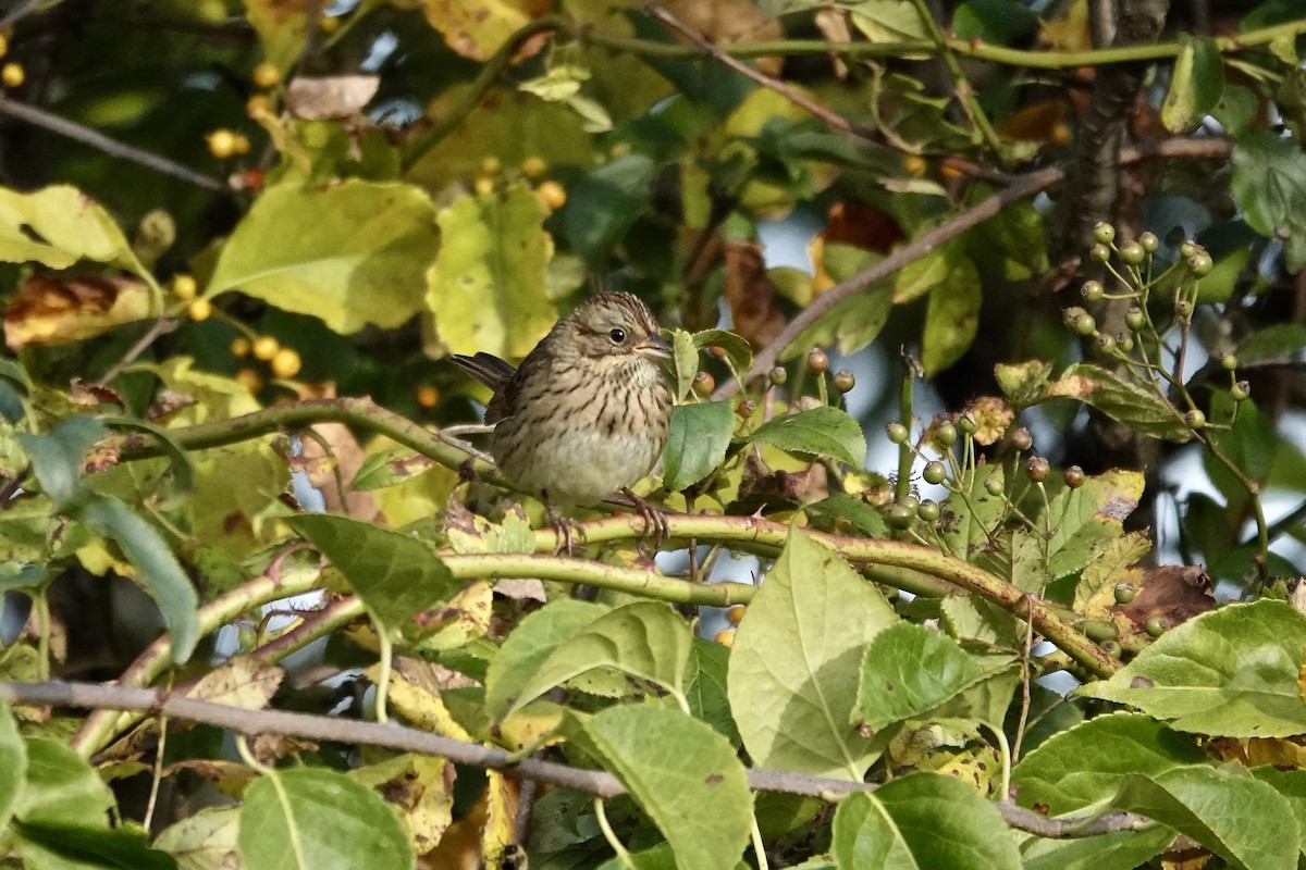 Lincoln's Sparrow - ML642715566
