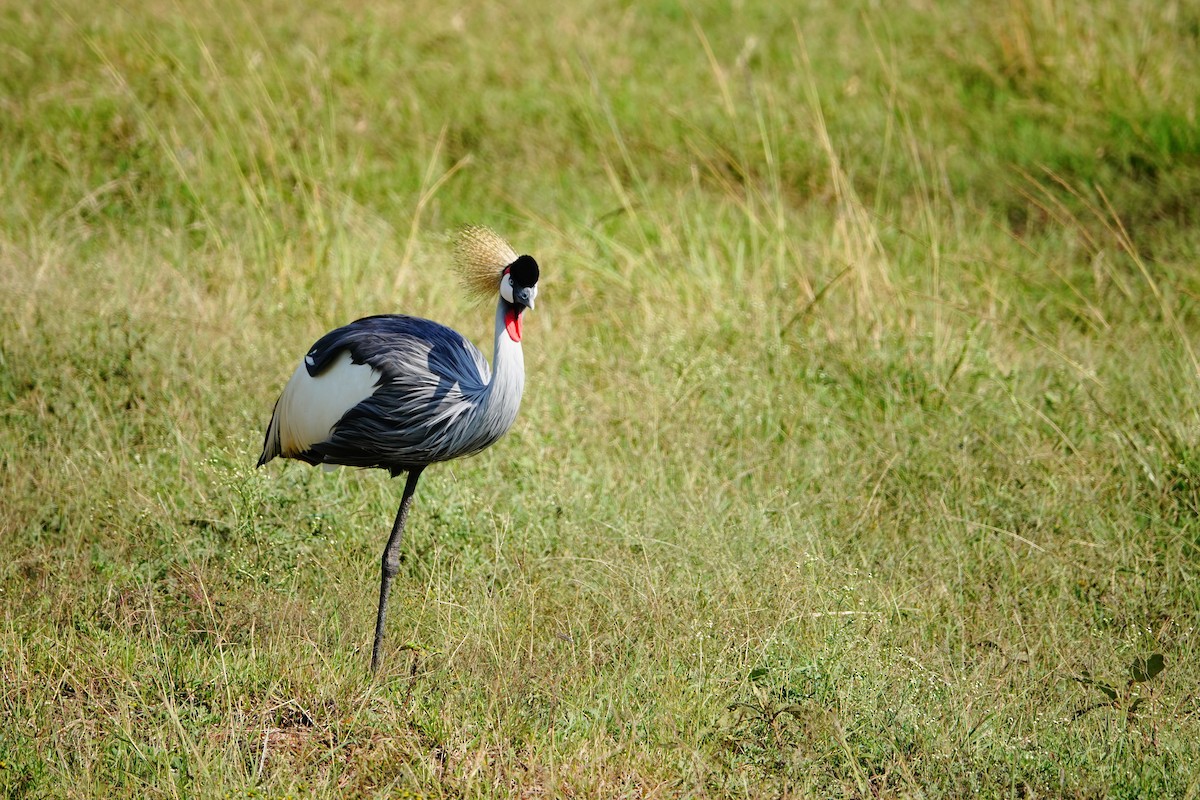 Gray Crowned-Crane - ML642715576