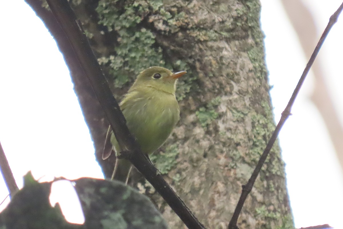 Yellow-bellied Flycatcher - ML642715593