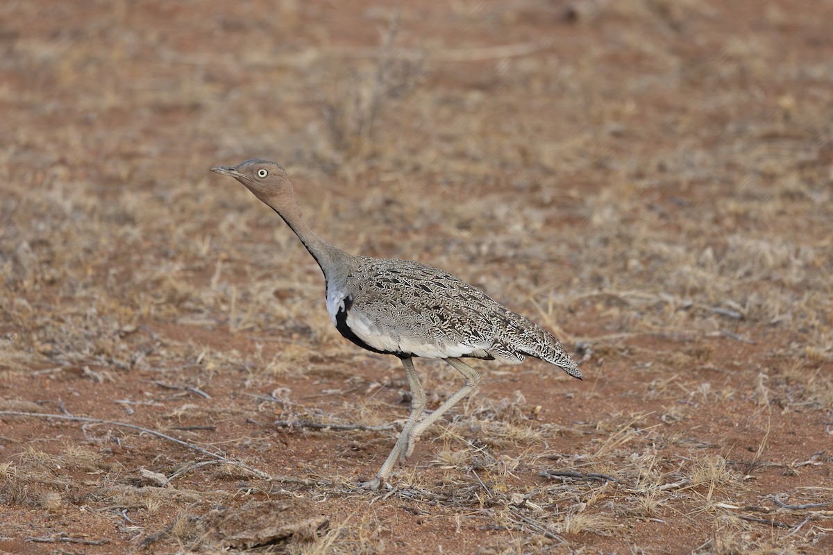 Buff-crested Bustard - ML642715595