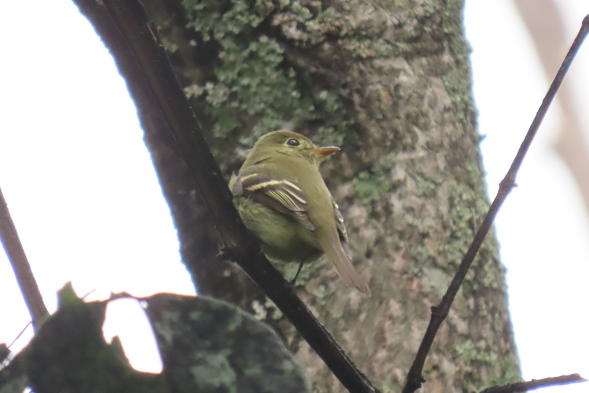 Yellow-bellied Flycatcher - ML642715601