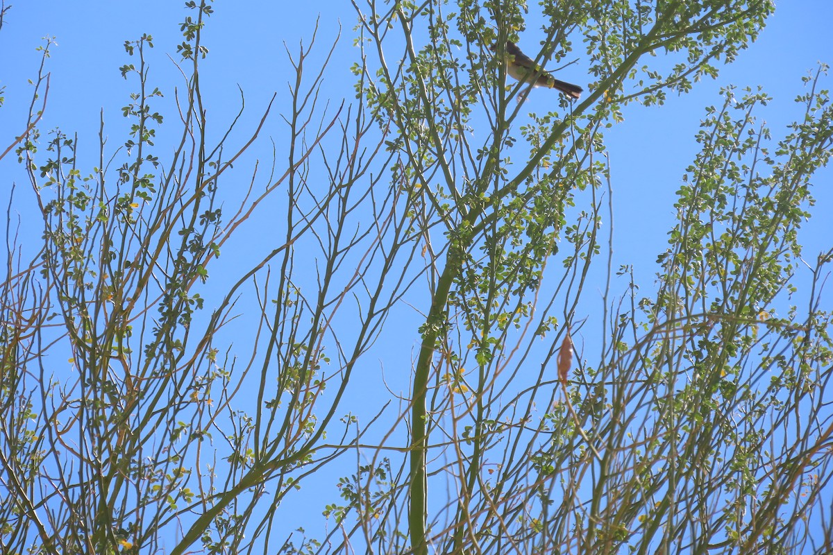 Verdin - ML642715606