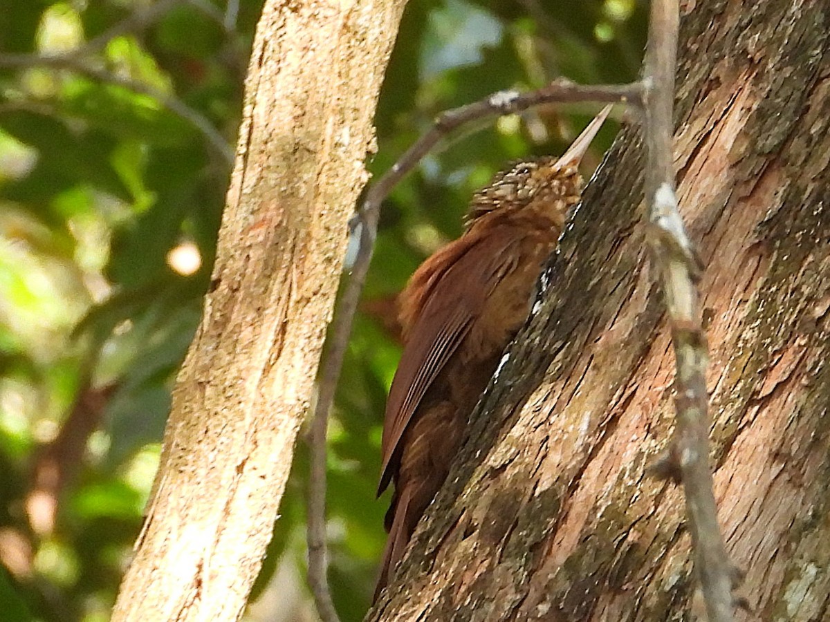 Straight-billed Woodcreeper - ML642715626