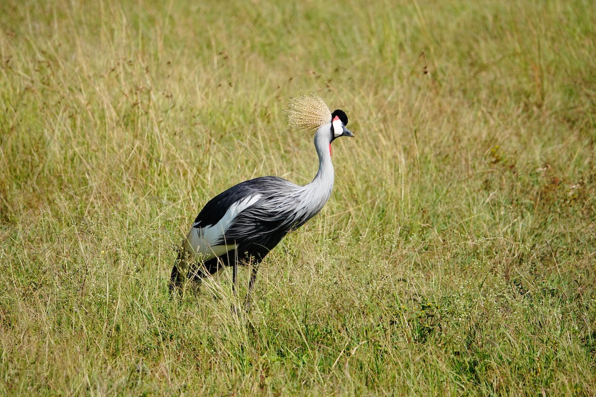 Gray Crowned-Crane - ML642715646