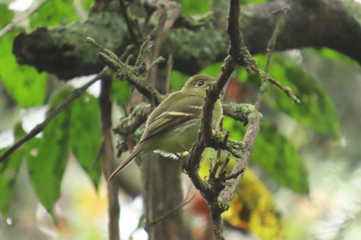 Yellow-bellied Flycatcher - ML642715659