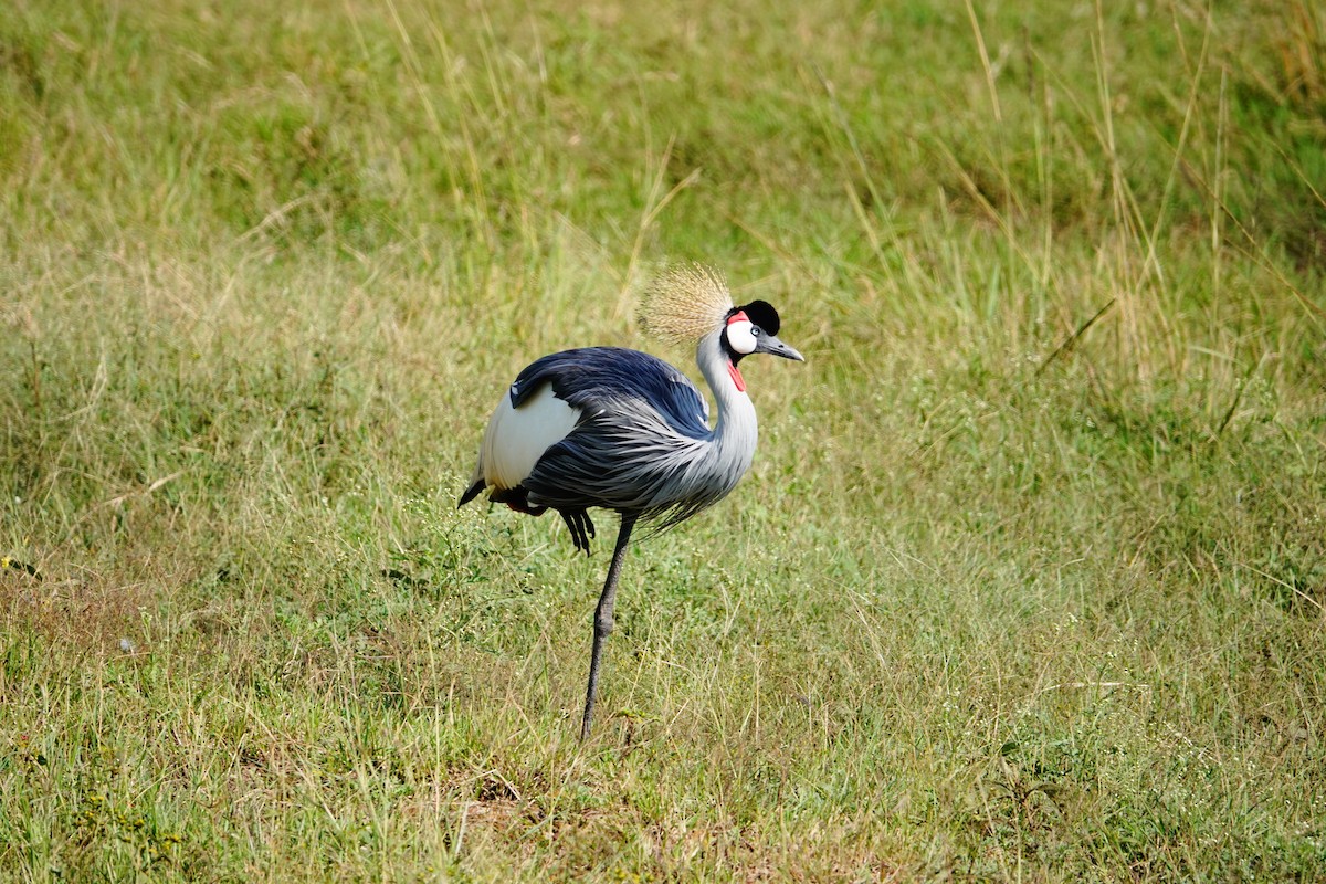 Gray Crowned-Crane - ML642715675