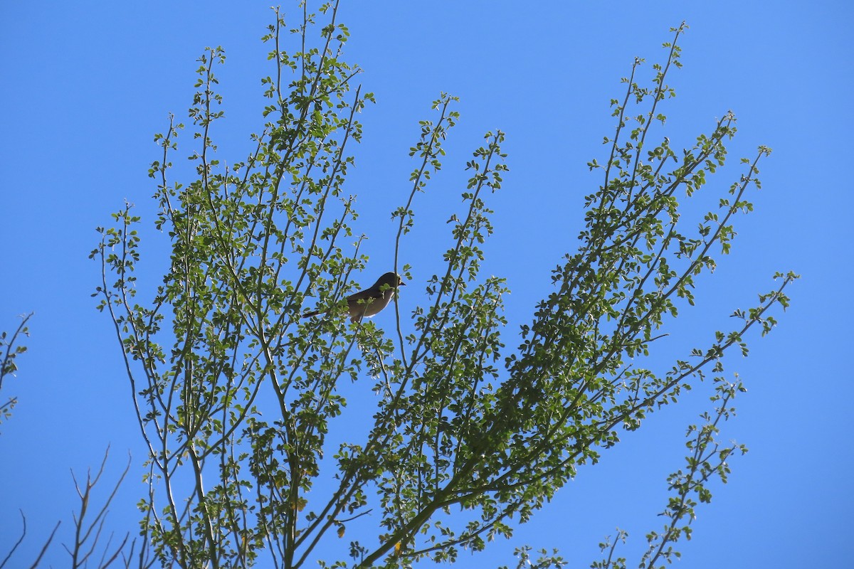 Verdin - ML642715696