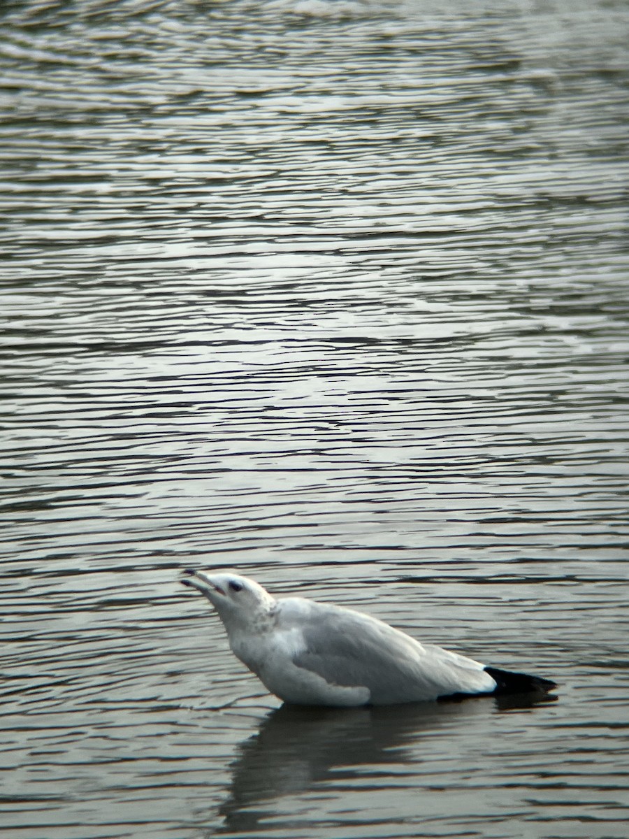 クロワカモメ - ML642715700