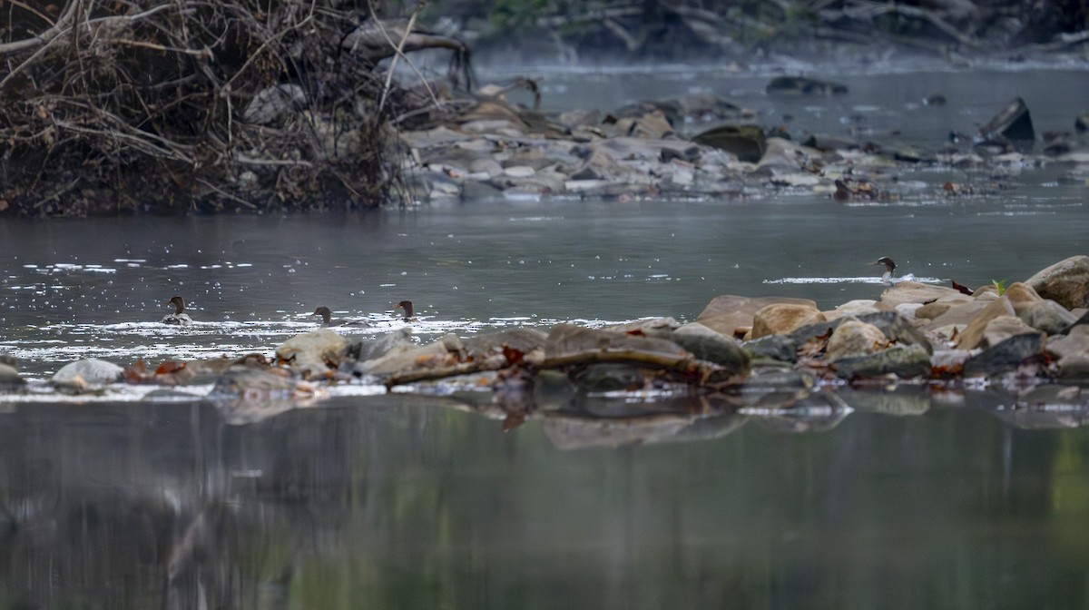 Common Merganser - ML642715726