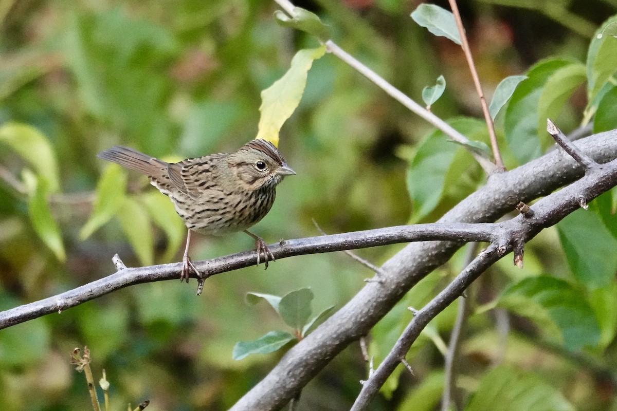 Lincoln's Sparrow - ML642715729