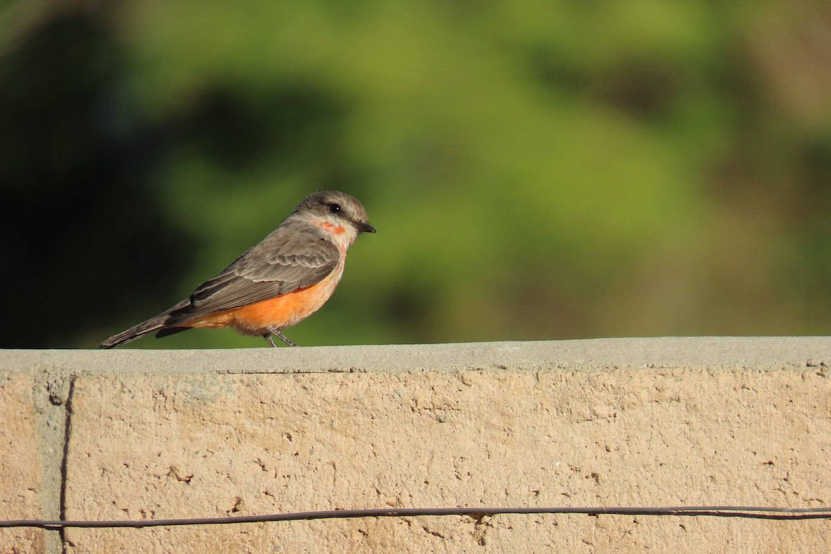 Vermilion Flycatcher - ML642715739