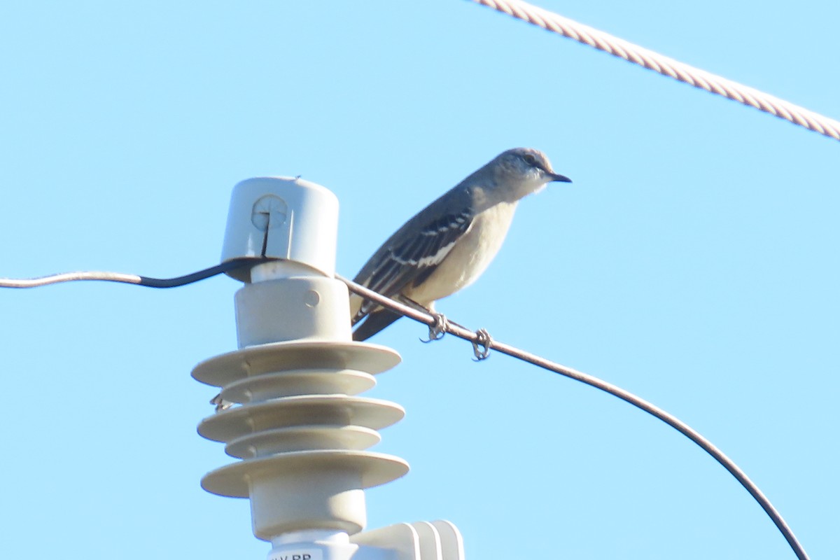Northern Mockingbird - ML642715744