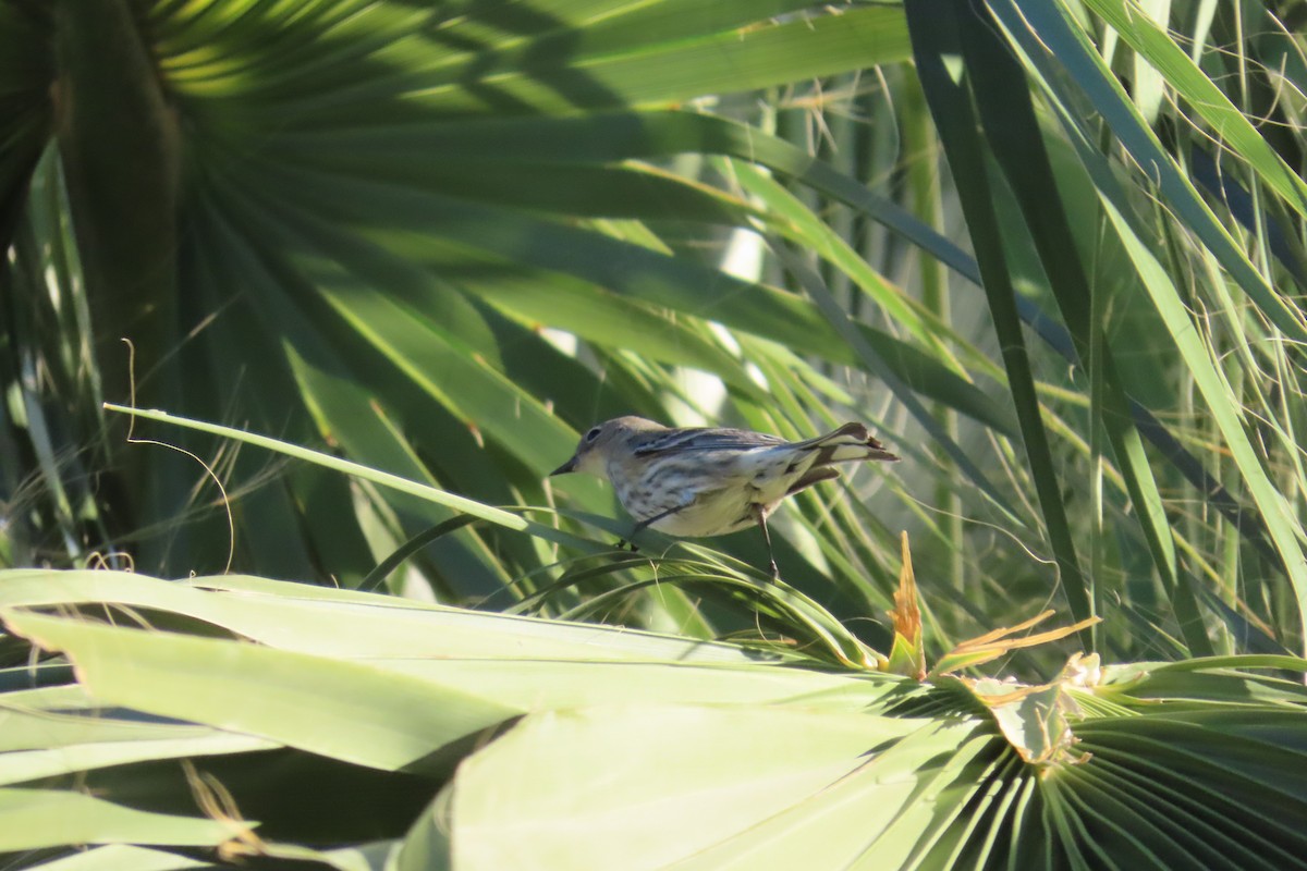 Yellow-rumped Warbler - ML642715748