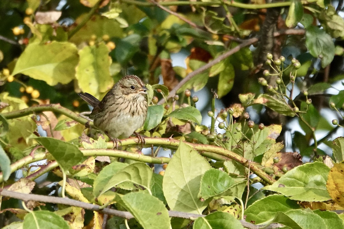 Lincoln's Sparrow - ML642715790