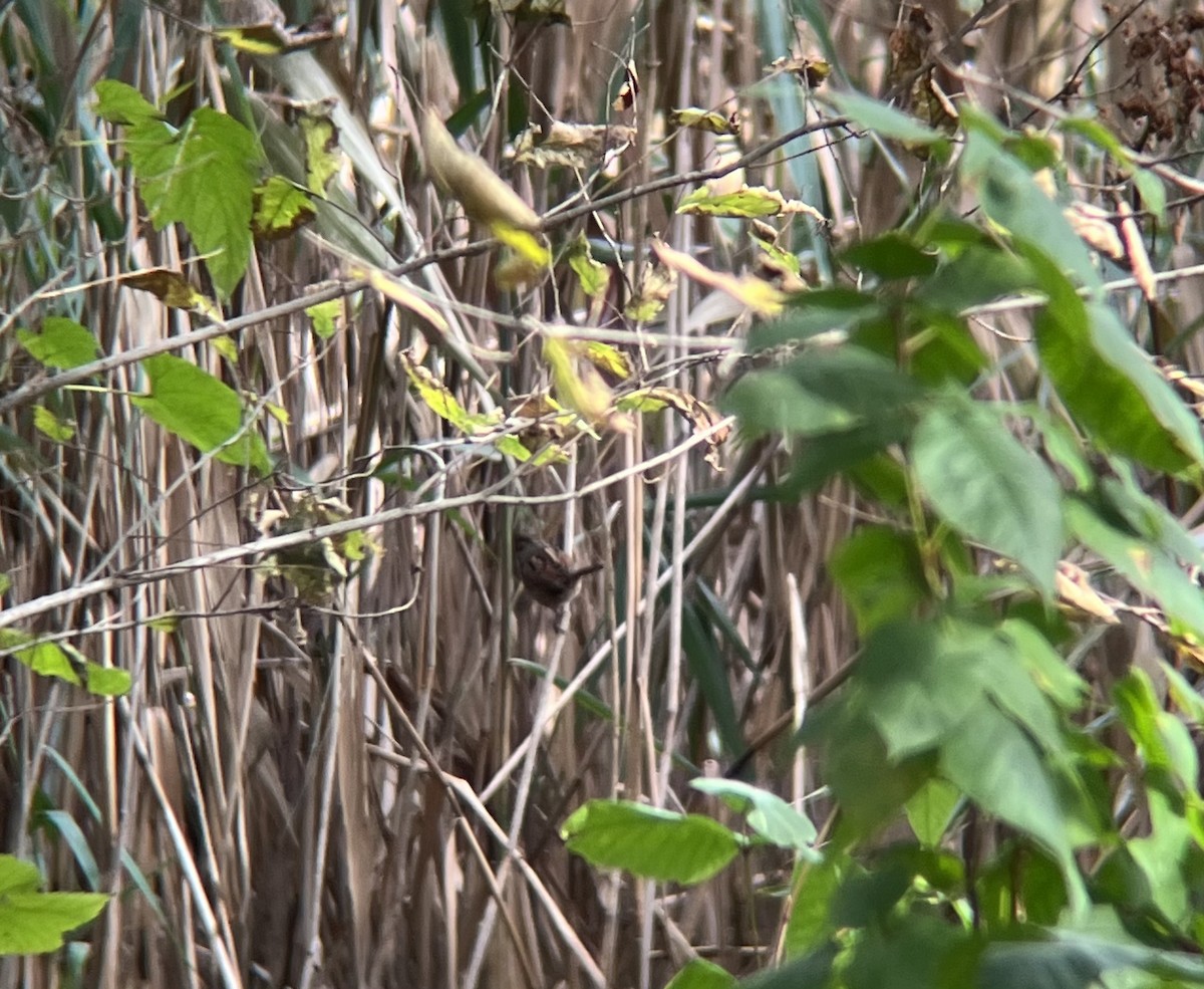 ヌマウタスズメ - ML642715795