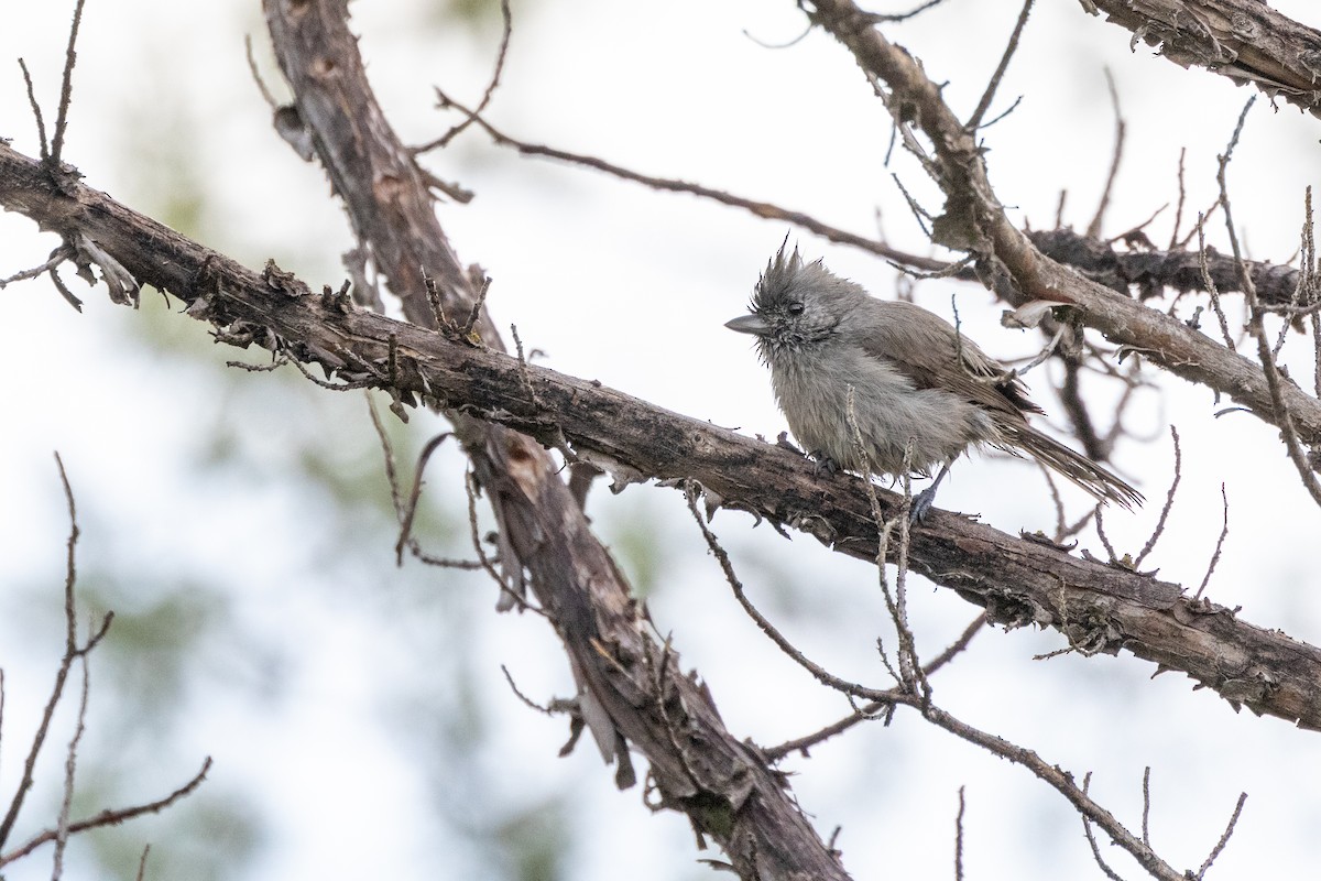 Juniper Titmouse - ML642715810
